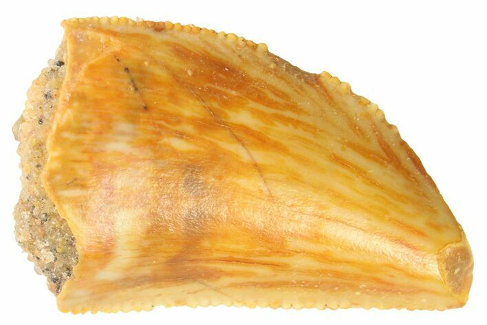 Serrated Raptor Tooth - Real Dinosaur Tooth #347054